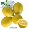 Limequat Bio Tailles:pot De 3 Litres, Hauteur 30/40 Cm 2 Limequat Bio Tailles:pot De 3 Litres, Hauteur 30/40 Cm -Seve Nature Soldes Boutique d5f61f2fcc042fb9