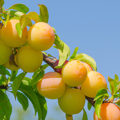 Seve Nature Soldes Boutique -Seve Nature Soldes Boutique pruim struik Prunus domestica Mirabelle de Nancy